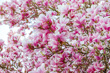 5 SAUCER MAGNOLIA x Soulangeana Denudata & Liliiflora 5 - 10